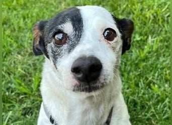 WINSTON ein Opi sucht seine Menschen