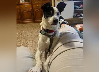 WINSTON ein Opi sucht seine Menschen