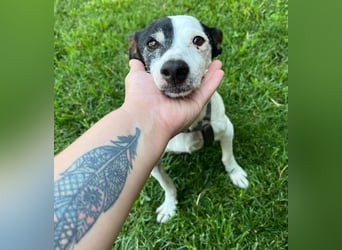 WINSTON ein Opi sucht seine Menschen