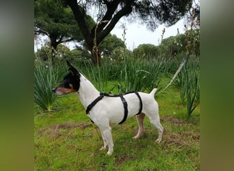 freundliche kleine Bodeguera Lonia