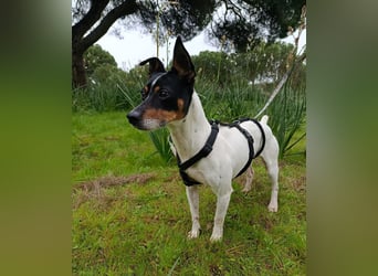 freundliche kleine Bodeguera Lonia