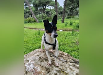 freundliche kleine Bodeguera Lonia