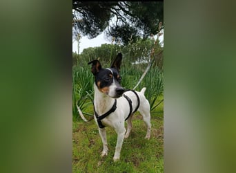 freundliche kleine Bodeguera Lonia