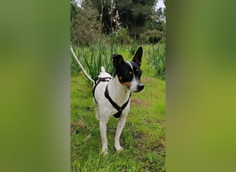 freundliche kleine Bodeguera Lonia