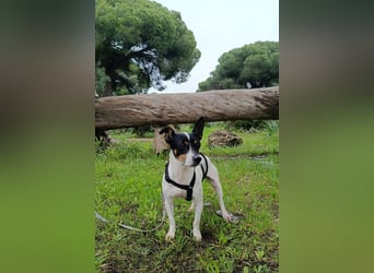 freundliche kleine Bodeguera Lonia