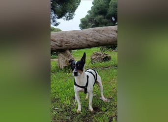 freundliche kleine Bodeguera Lonia