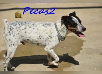 NOTFALL! Pecas2 geb.09/2020 (in Deutschland) - liebevoller Hundepartner.