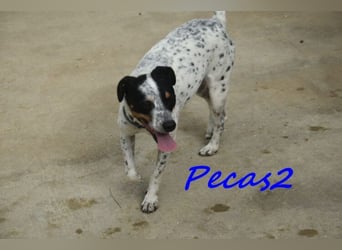 NOTFALL! Pecas2 geb.09/2020 (in Deutschland) - liebevoller Hundepartner.