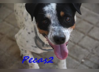 NOTFALL! Pecas2 geb.09/2020 (in Deutschland) - liebevoller Hundepartner.