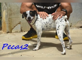 NOTFALL! Pecas2 geb.09/2020 (in Deutschland) - liebevoller Hundepartner.
