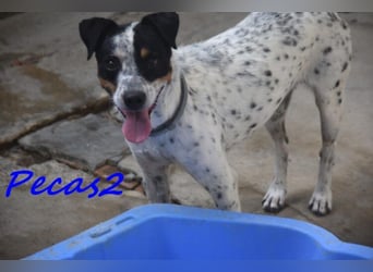 NOTFALL! Pecas2 geb.09/2020 (in Deutschland) - liebevoller Hundepartner.