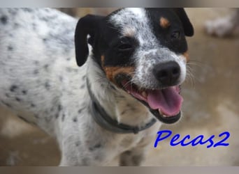 NOTFALL! Pecas2 geb.09/2020 (in Deutschland) - liebevoller Hundepartner.