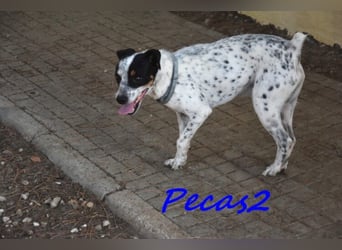 NOTFALL! Pecas2 geb.09/2020 (in Deutschland) - liebevoller Hundepartner.