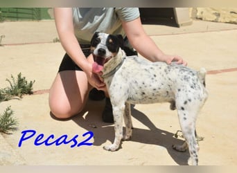 NOTFALL! Pecas2 geb.09/2020 (in Deutschland) - liebevoller Hundepartner.