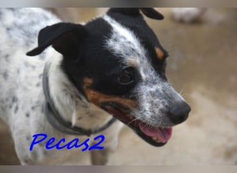 NOTFALL! Pecas2 geb.09/2020 (in Deutschland) - liebevoller Hundepartner.