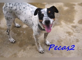 NOTFALL! Pecas2 geb.09/2020 (in Deutschland) - liebevoller Hundepartner.