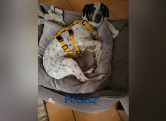 NOTFALL! Pecas2 geb.09/2020 (in Deutschland) - liebevoller Hundepartner.