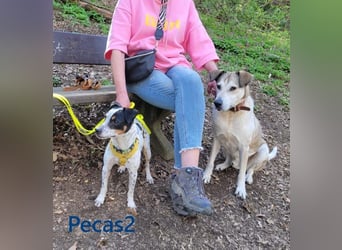 NOTFALL! Pecas2 geb.09/2020 (in Deutschland) - liebevoller Hundepartner.
