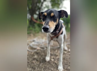 Bodeguero Hündin sucht Menschen mit Herz (in Pflegestelle)