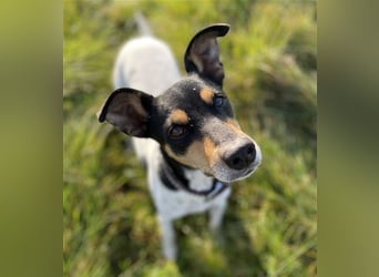 Bodeguero Hündin sucht Menschen mit Herz (in Pflegestelle)