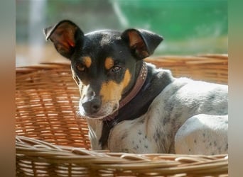 Bodeguero Hündin sucht Menschen mit Herz (in Pflegestelle)