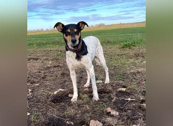 Bodeguero Hündin sucht Menschen mit Herz (in Pflegestelle)