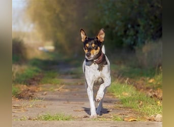 Bodeguero Hündin sucht Menschen mit Herz (in Pflegestelle)