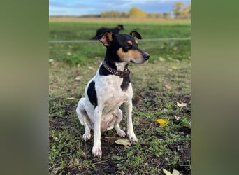 Bodeguero Hündin sucht Menschen mit Herz (in Pflegestelle)