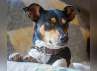 Bodeguero Hündin sucht Menschen mit Herz (in Pflegestelle)