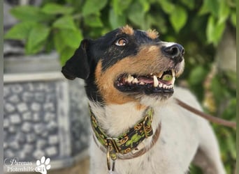 Spencer ist ein Traum von einem Hund