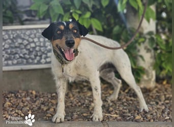 Spencer ist ein Traum von einem Hund