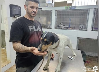 Spencer ist ein Traum von einem Hund