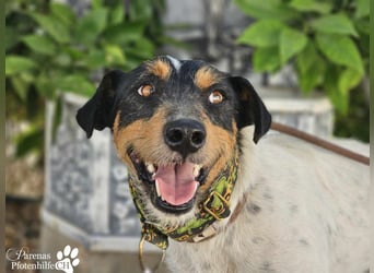 Spencer ist ein Traum von einem Hund