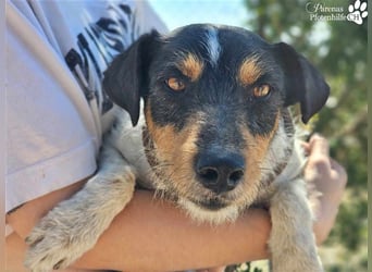 Spencer ist ein Traum von einem Hund