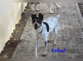 Keko2 geb. 11/2022 (in Deutschland) - menschenbezogener Bodeguero Ratonero Andaluz Rüde sucht Dich!