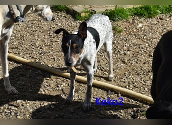 Keko2 geb. 11/2022 (in Deutschland) - menschenbezogener Bodeguero Ratonero Andaluz Rüde sucht Dich!