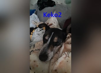 Keko2 geb. 11/2022 (in Deutschland) - menschenbezogener Bodeguero Ratonero Andaluz Rüde sucht Dich!