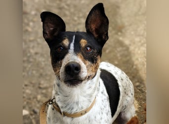 Keko2 geb. 11/2022 (in Deutschland) - menschenbezogener Bodeguero Ratonero Andaluz Rüde sucht Dich!