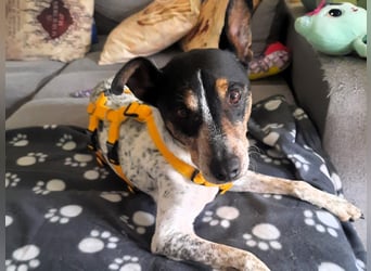 Keko2 geb. 11/2022 (in Deutschland) - menschenbezogener Bodeguero Ratonero Andaluz Rüde sucht Dich!