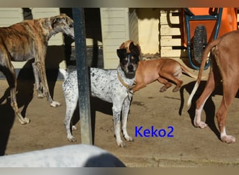 Keko2 geb. 11/2022 (in Deutschland) - menschenbezogener Bodeguero Ratonero Andaluz Rüde sucht Dich!