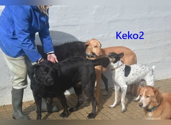 Keko2 geb. 11/2022 (in Deutschland) - menschenbezogener Bodeguero Ratonero Andaluz Rüde sucht Dich!