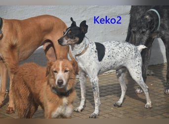 Keko2 geb. 11/2022 (in Deutschland) - menschenbezogener Bodeguero Ratonero Andaluz Rüde sucht Dich!