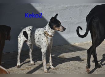 Keko2 geb. 11/2022 (in Deutschland) - menschenbezogener Bodeguero Ratonero Andaluz Rüde sucht Dich!