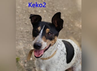 Keko2 geb. 11/2022 (in Deutschland) - menschenbezogener Bodeguero Ratonero Andaluz Rüde sucht Dich!