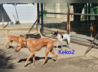Keko2 geb. 11/2022 (in Deutschland) - menschenbezogener Bodeguero Ratonero Andaluz Rüde sucht Dich!