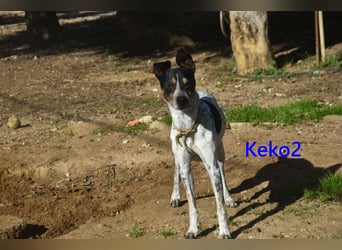 Keko2 geb. 11/2022 (in Deutschland) - menschenbezogener Bodeguero Ratonero Andaluz Rüde sucht Dich!
