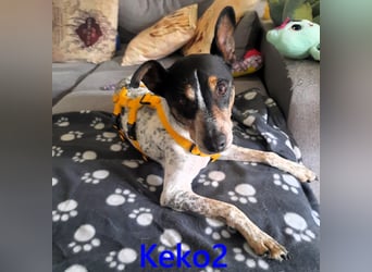 Keko2 geb. 11/2022 (in Deutschland) - menschenbezogener Bodeguero Ratonero Andaluz Rüde sucht Dich!