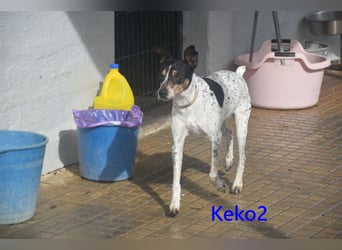 Keko2 geb. 11/2022 (in Deutschland) - menschenbezogener Bodeguero Ratonero Andaluz Rüde sucht Dich!