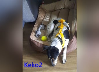 Keko2 geb. 11/2022 (in Deutschland) - menschenbezogener Bodeguero Ratonero Andaluz Rüde sucht Dich!