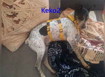 Keko2 geb. 11/2022 (in Deutschland) - menschenbezogener Bodeguero Ratonero Andaluz Rüde sucht Dich!